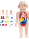 Kids Human Body Model Toy Set Detachable Human Organs Model Human Anatomy Model Human